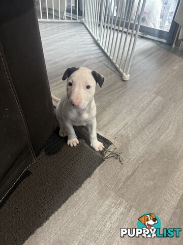 Beautiful Bull Terrier puppies for sale