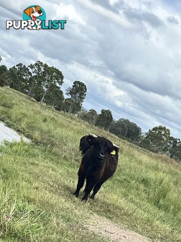 Various Breeds of Cows for sale