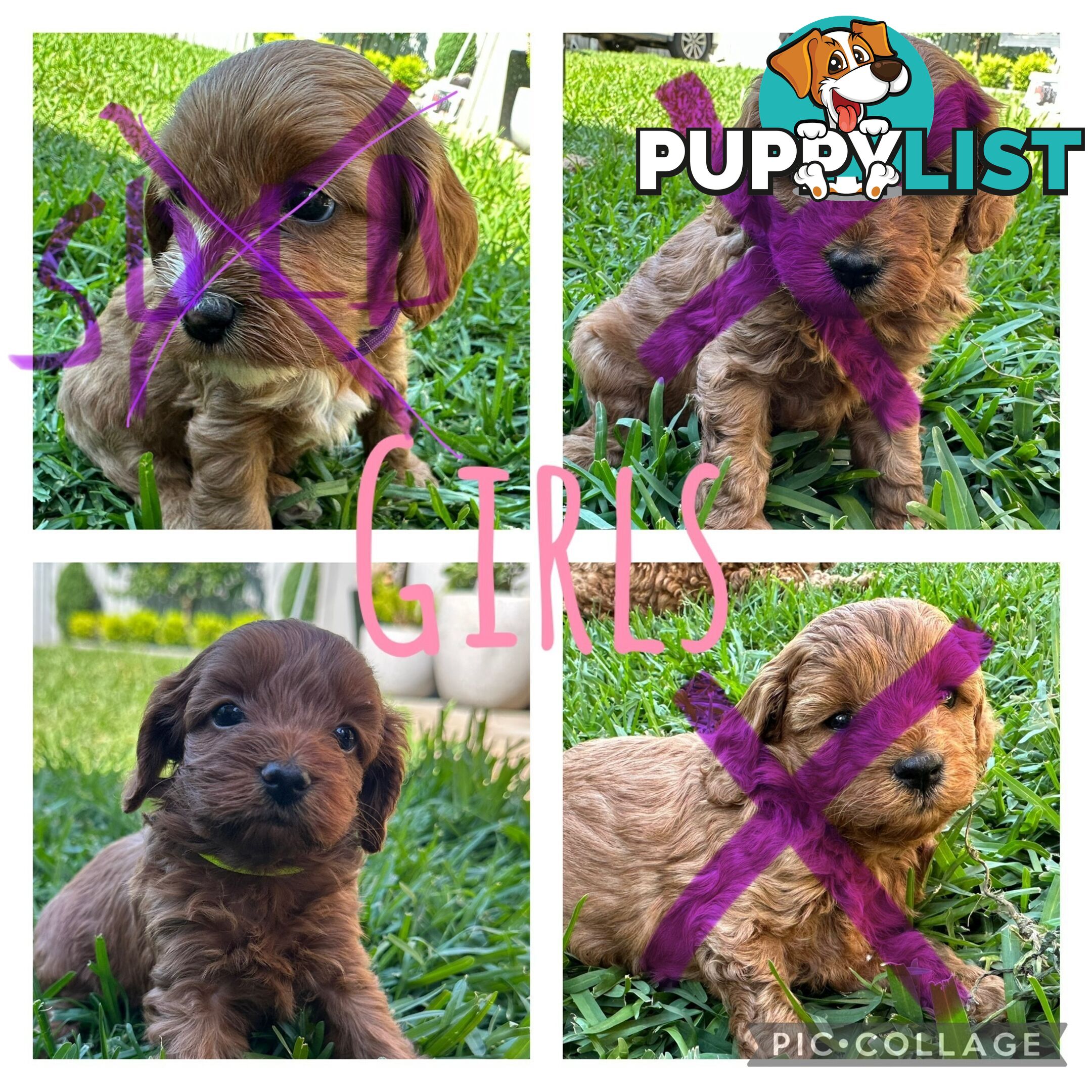 F1B Toy Cavoodle puppies