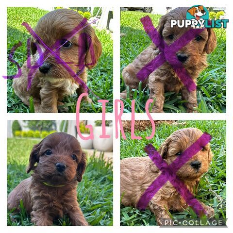 F1B Toy Cavoodle puppies