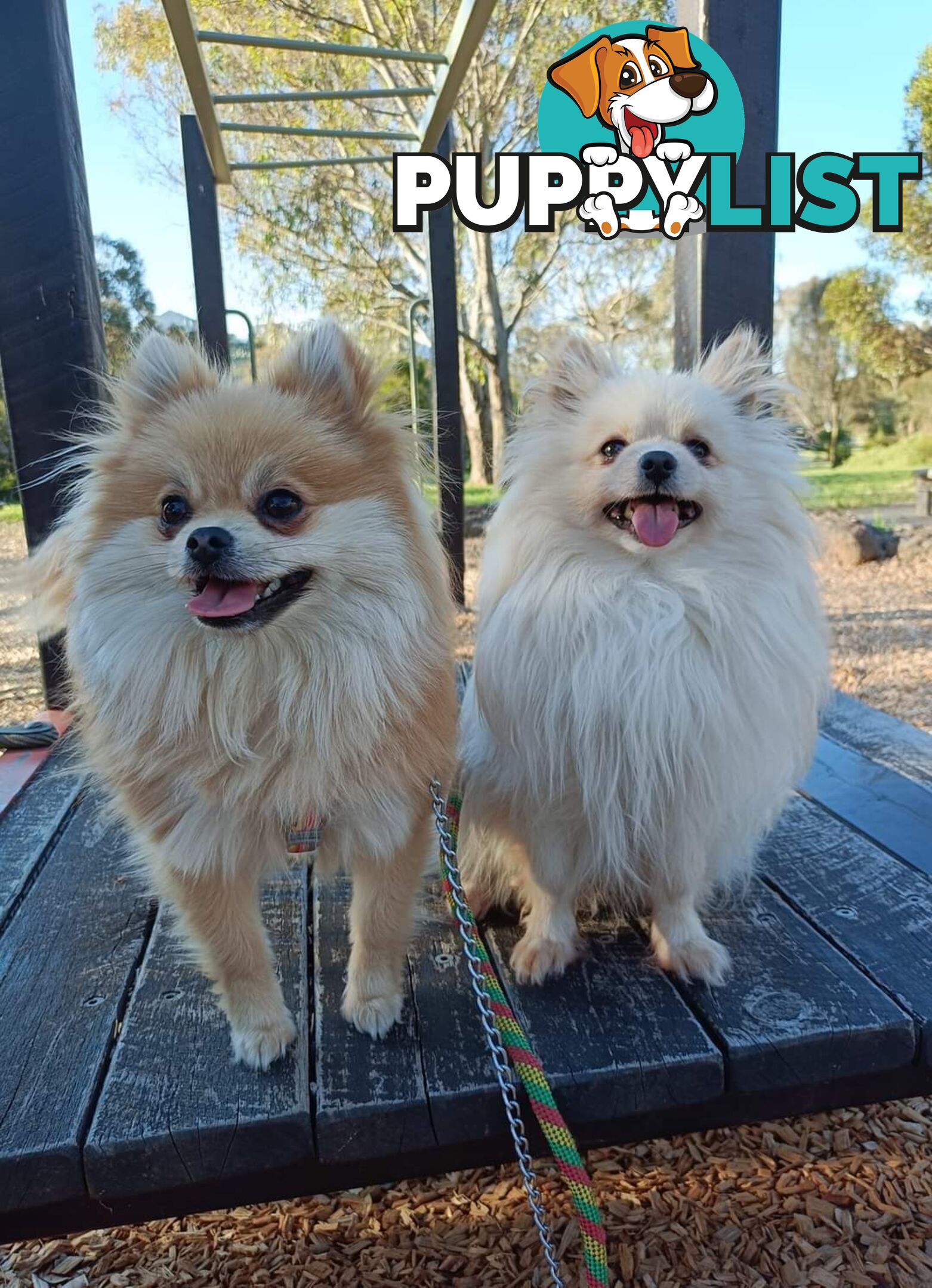 A White Male Pure Bred Pomeranian Ready for a new Lovely Home.