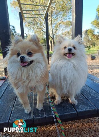 A White Male Pure Bred Pomeranian Ready for a new Lovely Home.