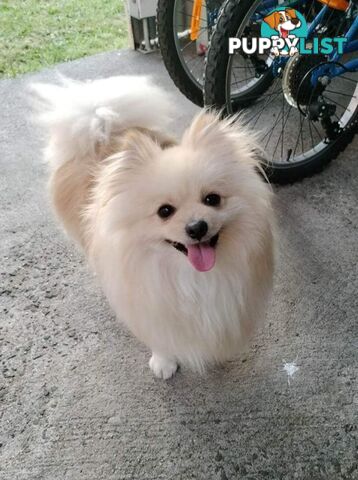 A White Male Pure Bred Pomeranian Ready for a new Lovely Home.