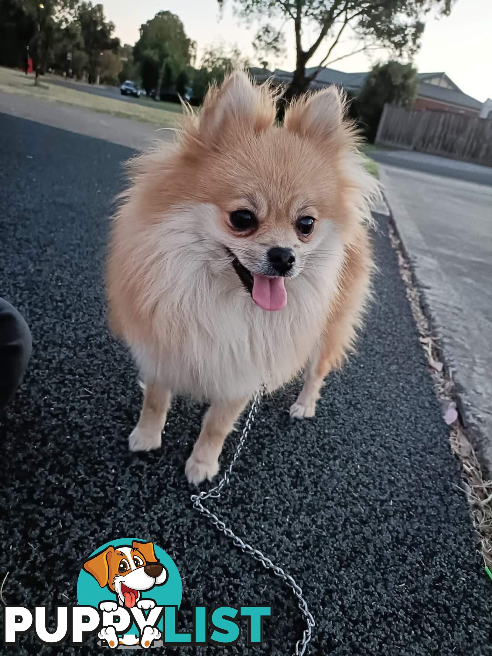 A White Male Pure Bred Pomeranian Ready for a new Lovely Home.