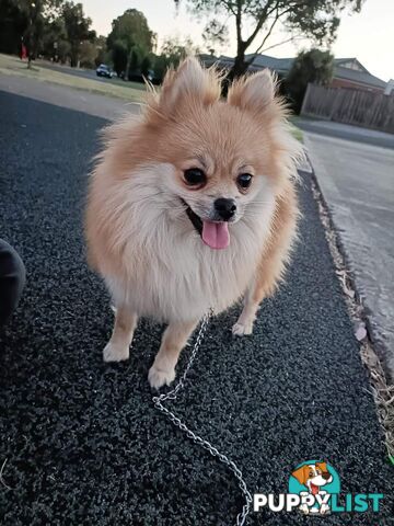 A White Male Pure Bred Pomeranian Ready for a new Lovely Home.