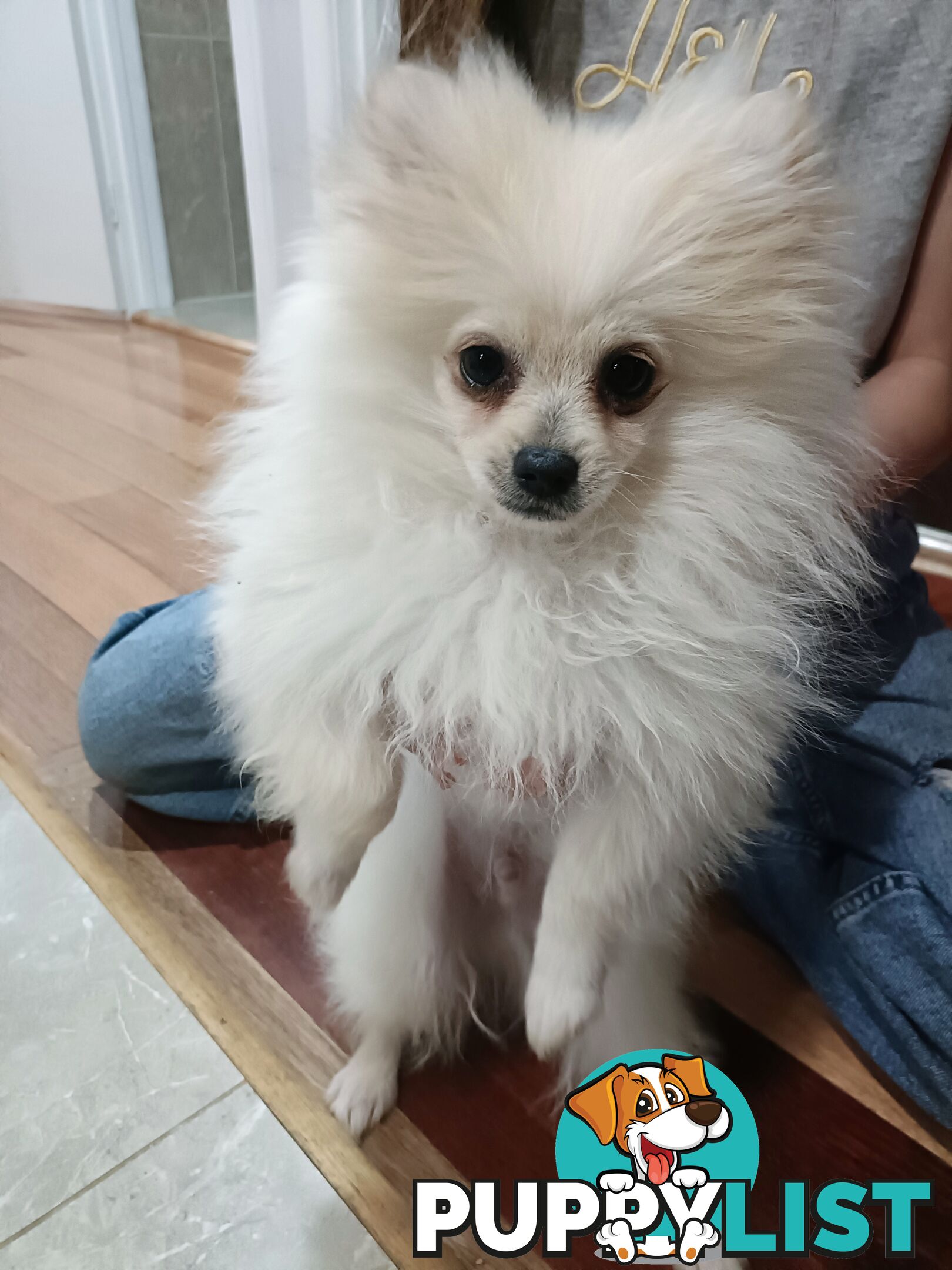 A White Male Pure Bred Pomeranian Ready for a new Lovely Home.