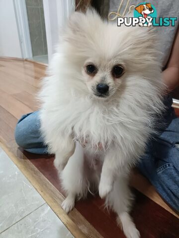 A White Male Pure Bred Pomeranian Ready for a new Lovely Home.