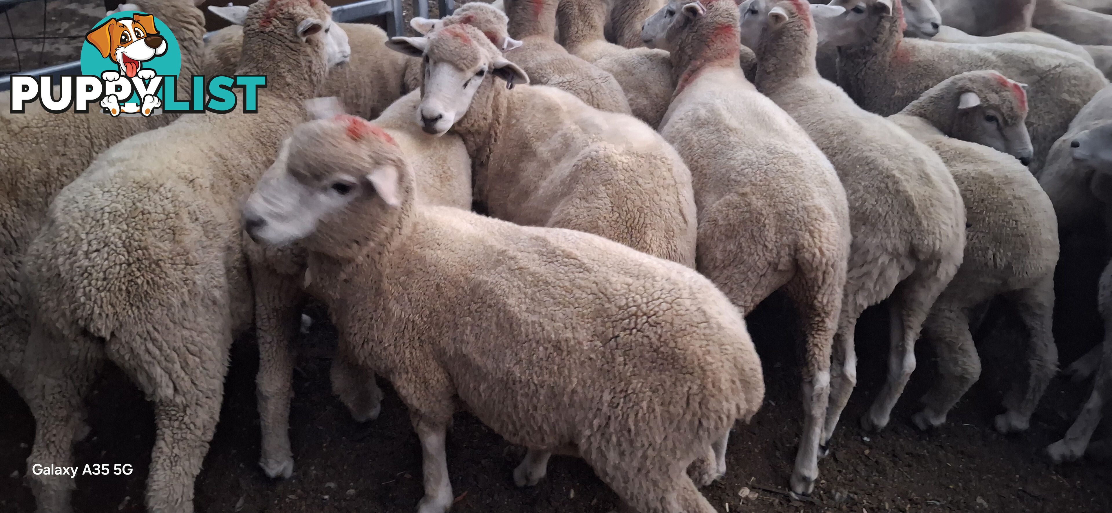 Lamb for sale / weather sheep