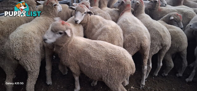 Lamb for sale / weather sheep