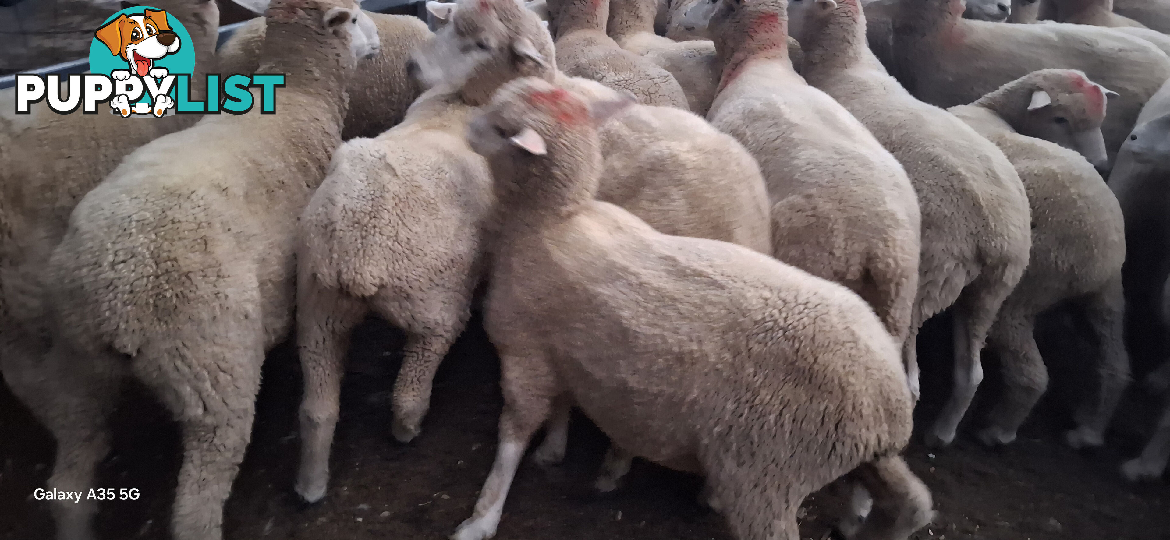 Lamb for sale / weather sheep