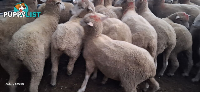 Lamb for sale / weather sheep