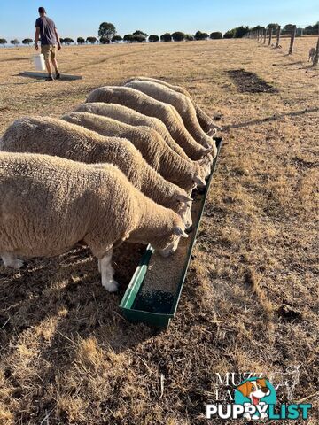 Sheep / breeding ewes