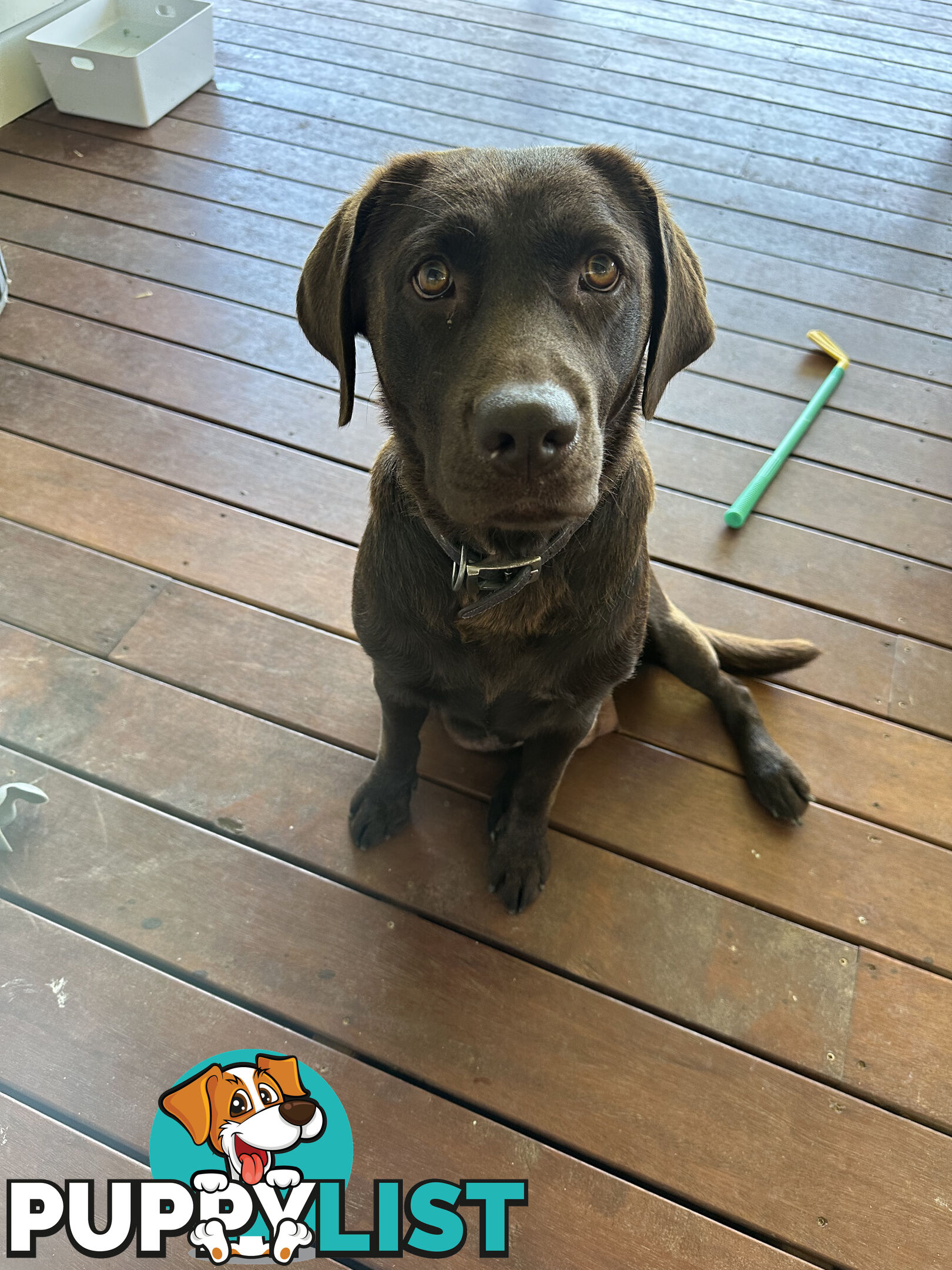 Purebred Labrador Puppies