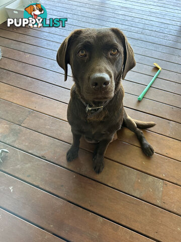 Purebred Labrador Puppies