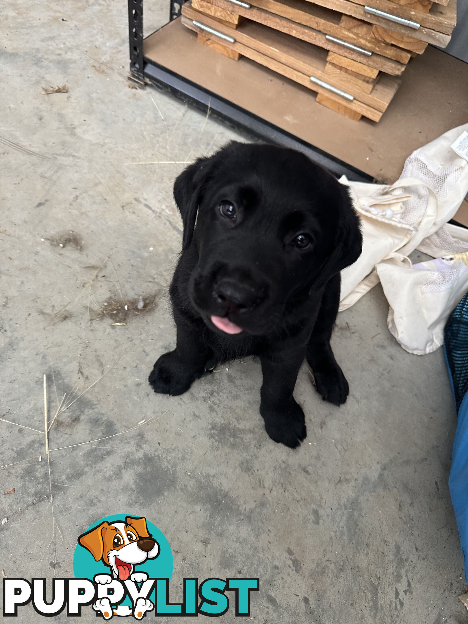 Purebred Labrador Puppies