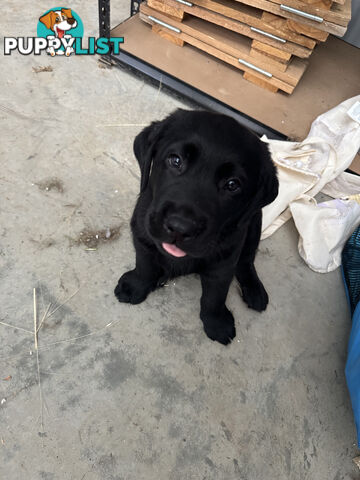 Purebred Labrador Puppies