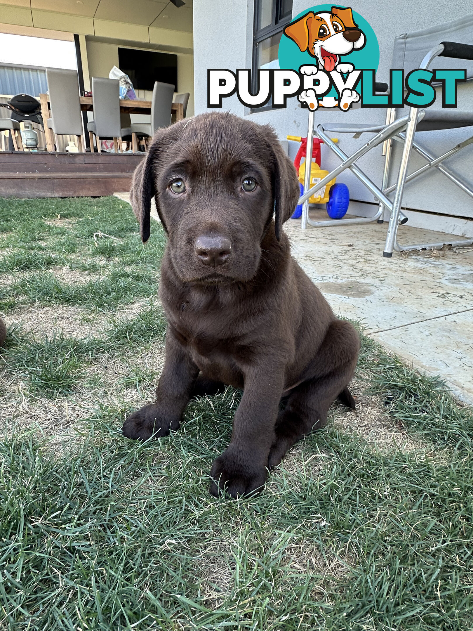 Purebred Labrador Puppies