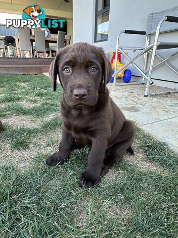 Purebred Labrador Puppies