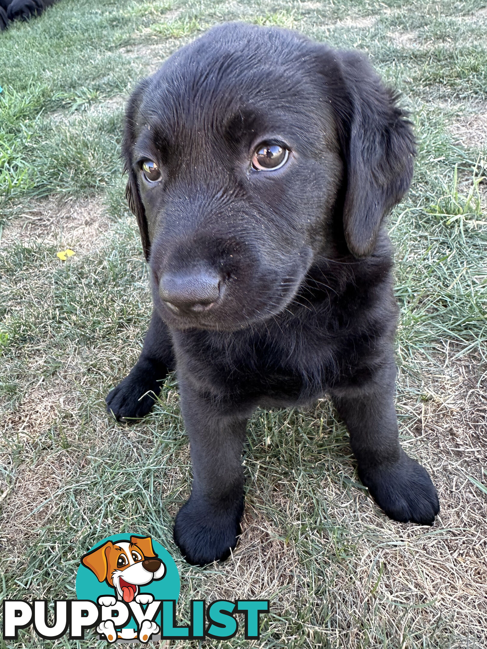 Purebred Labrador Puppies