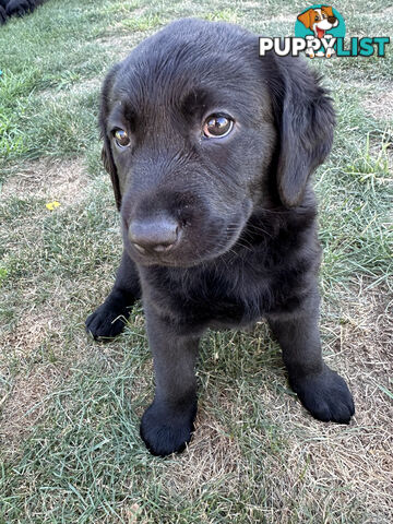 Purebred Labrador Puppies