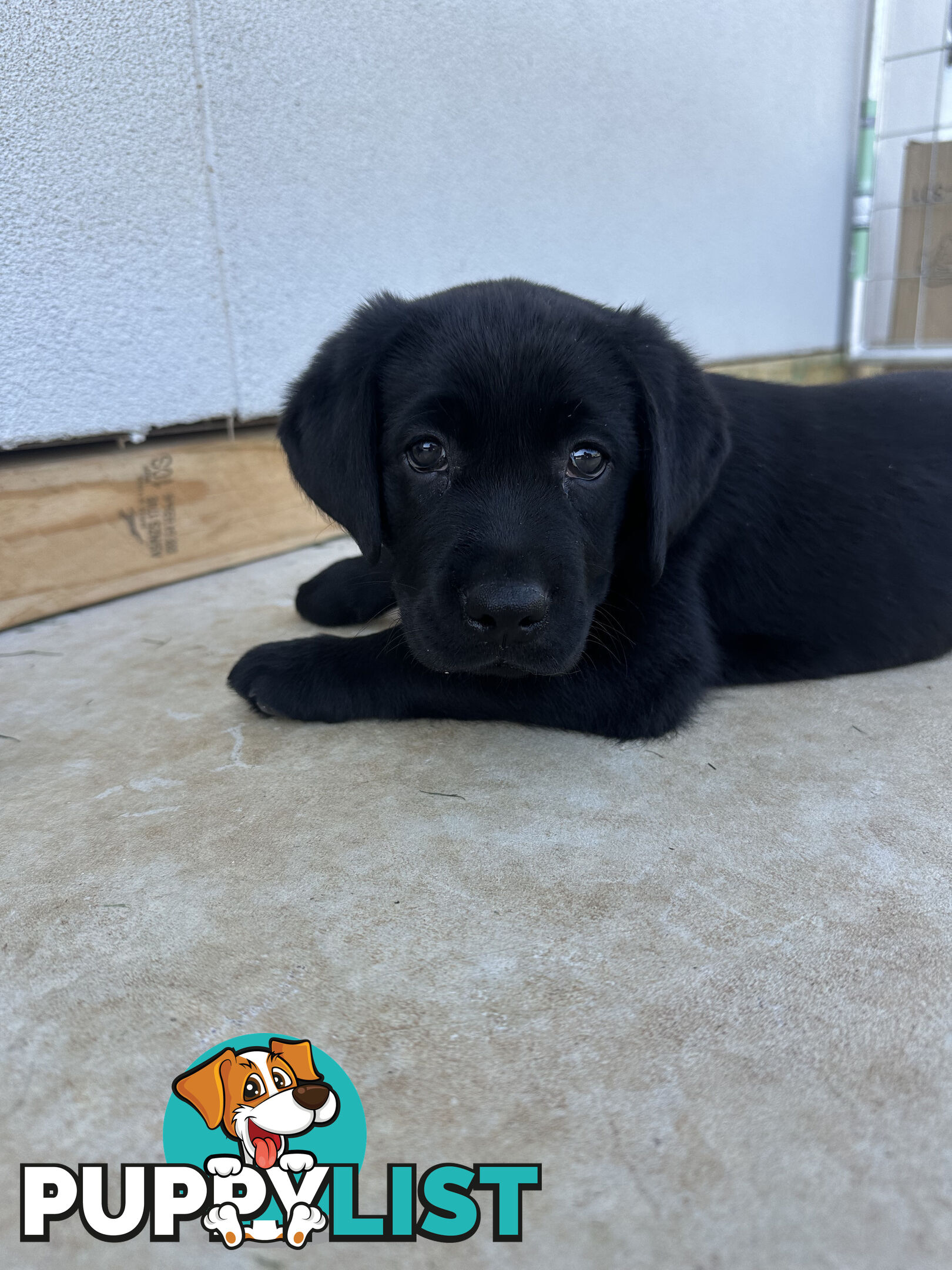 Purebred Labrador Puppies