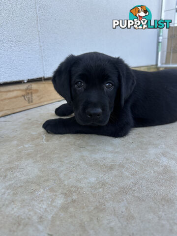 Purebred Labrador Puppies