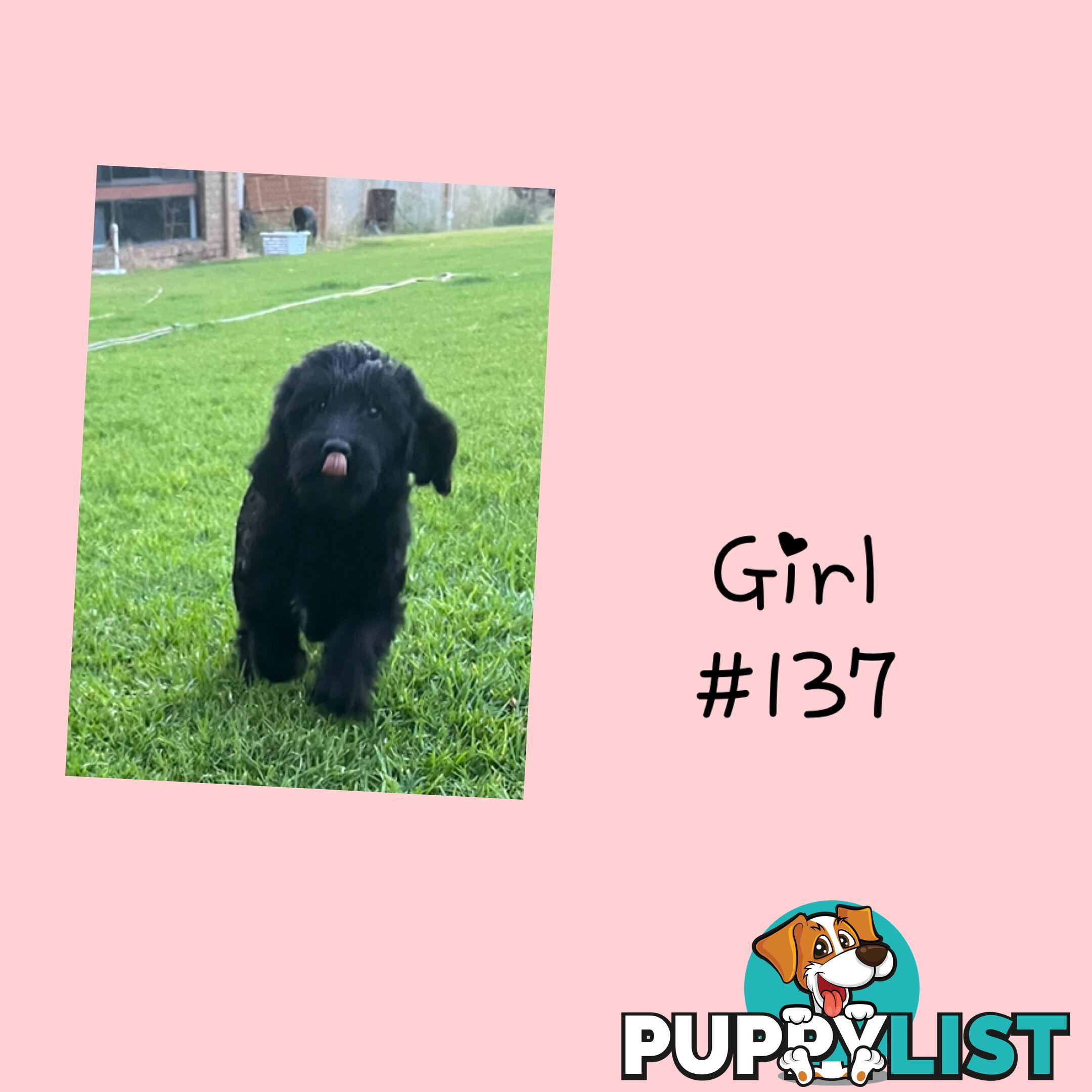 Labradoodle (Labrador x miniature poodle)