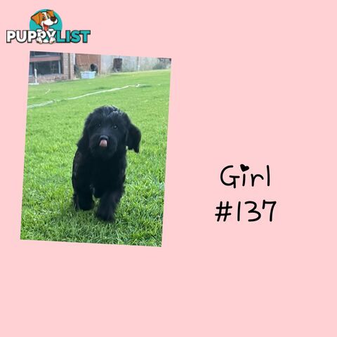 Labradoodle (Labrador x miniature poodle)