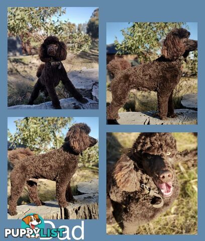 Labradoodle (Labrador x miniature poodle)