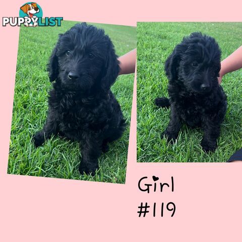 Labradoodle (Labrador x miniature poodle)