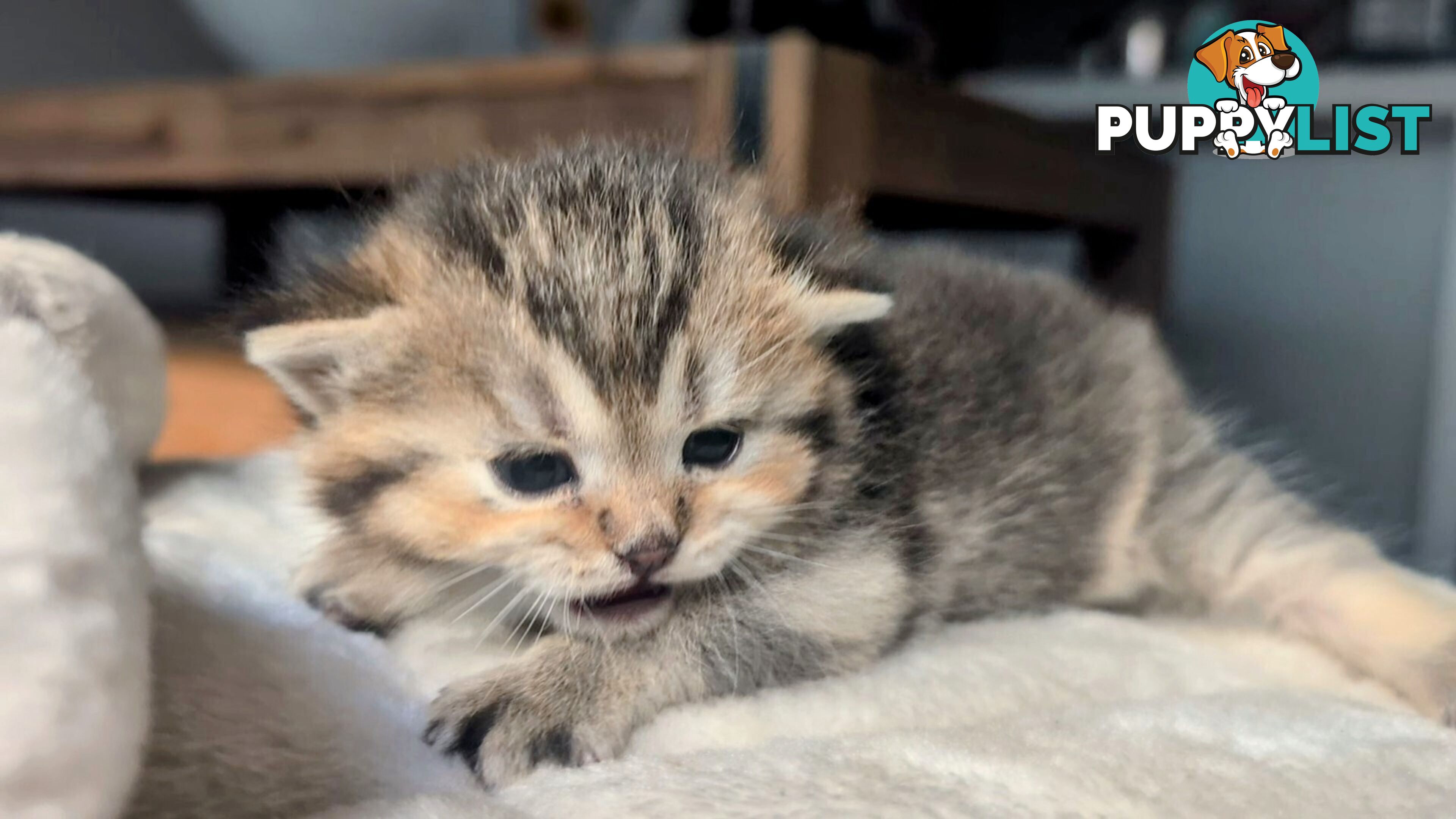 British Shorthair Kitten - ready now!