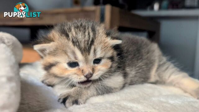 British Shorthair Kitten - ready now!