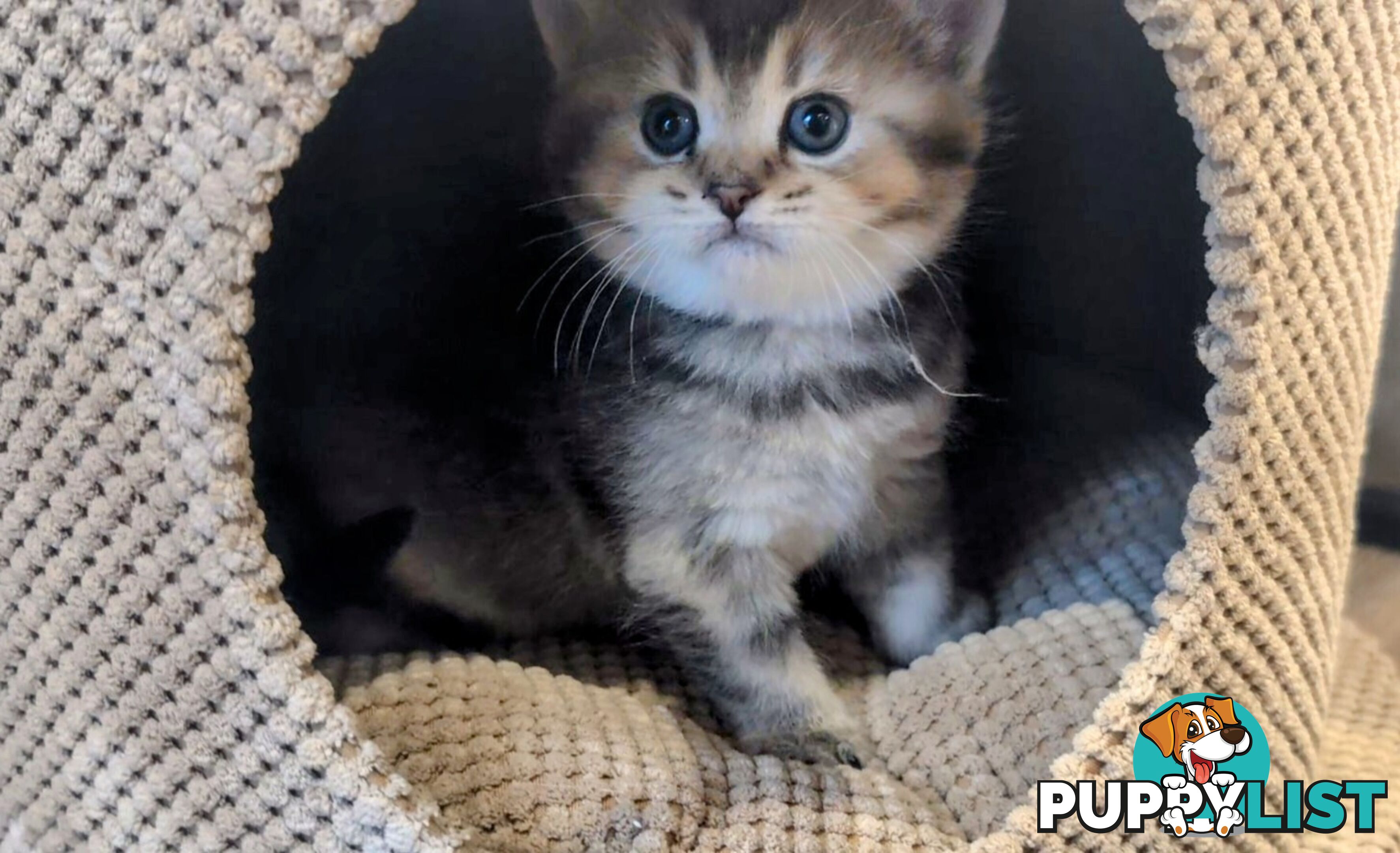 British Shorthair Kitten - ready now!