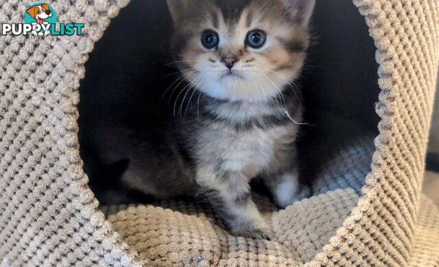 British Shorthair Kitten - ready now!