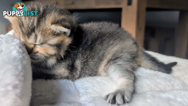 British Shorthair Kitten - ready now!