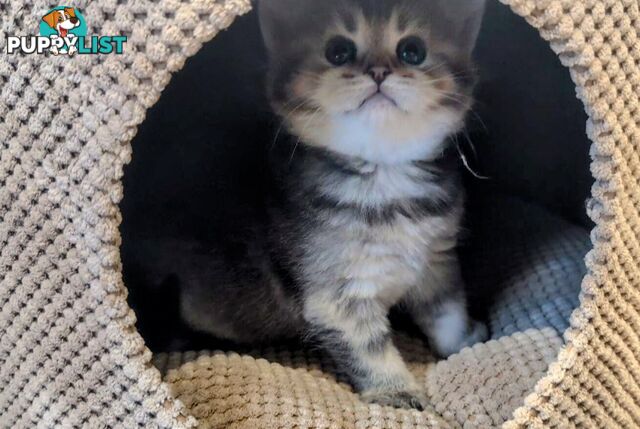 British Shorthair Kitten - ready now!