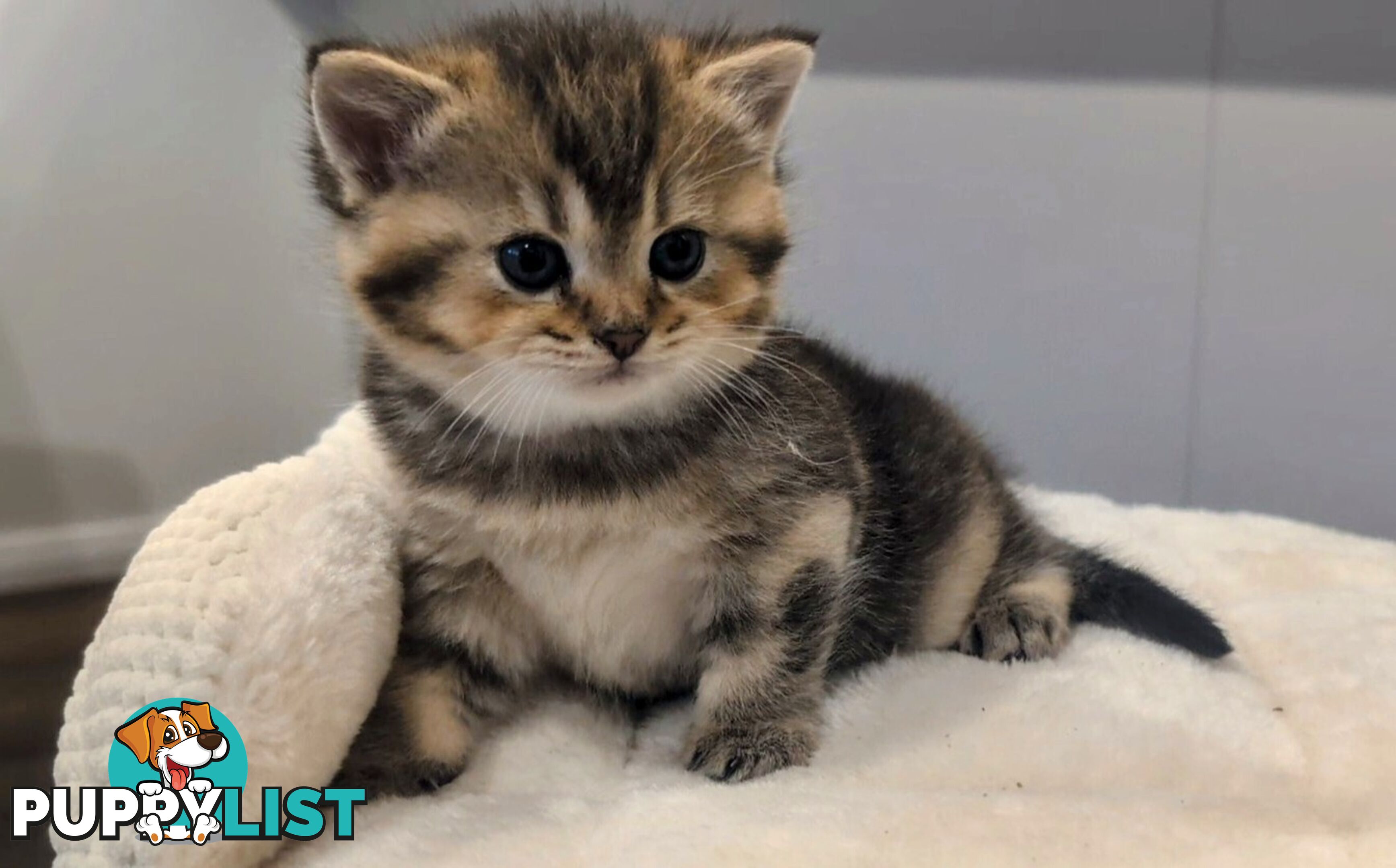 British Shorthair Kitten - ready now!