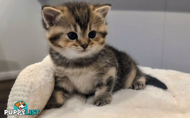 British Shorthair Kitten - ready now!