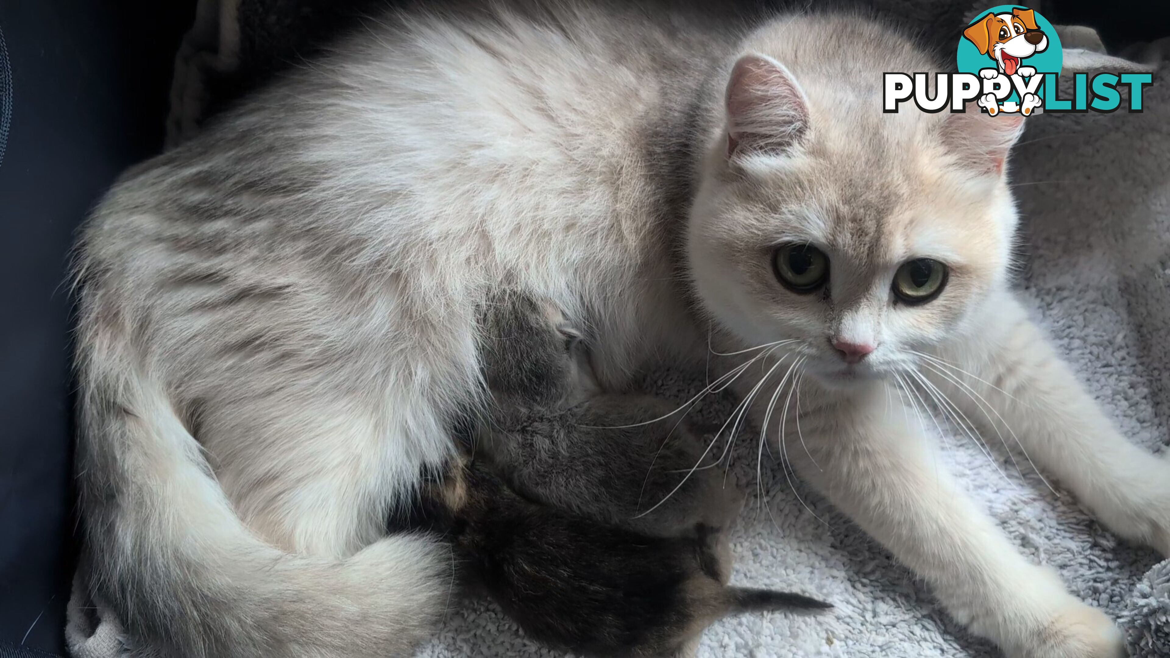 British Shorthair Kitten - ready now!