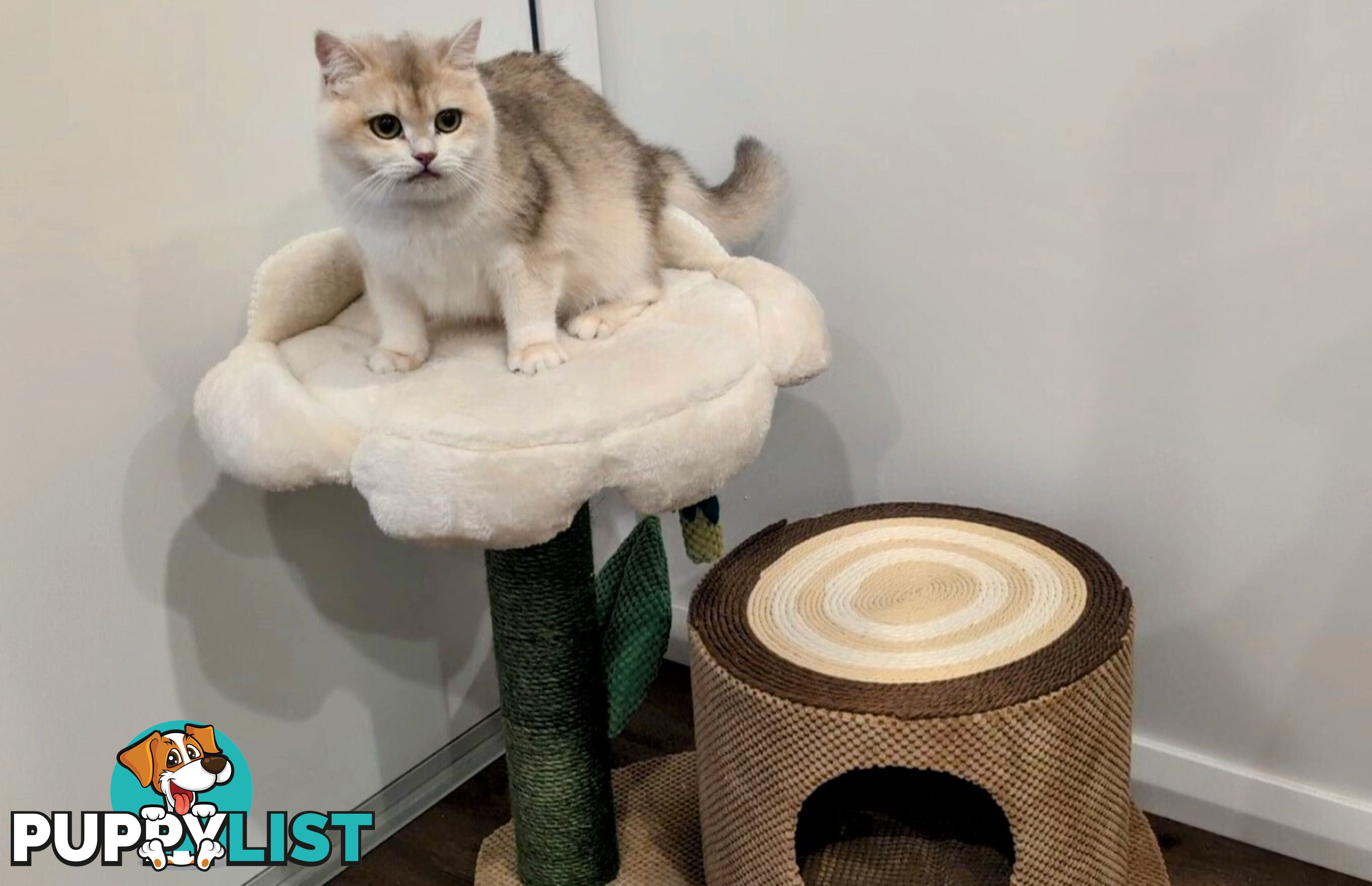 British Shorthair Kitten - ready now!