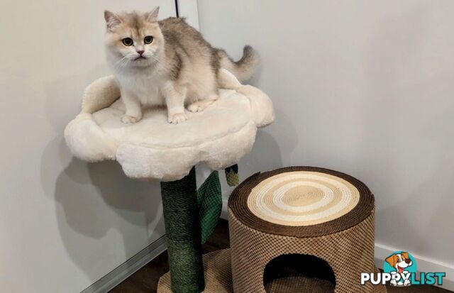 British Shorthair Kitten - ready now!