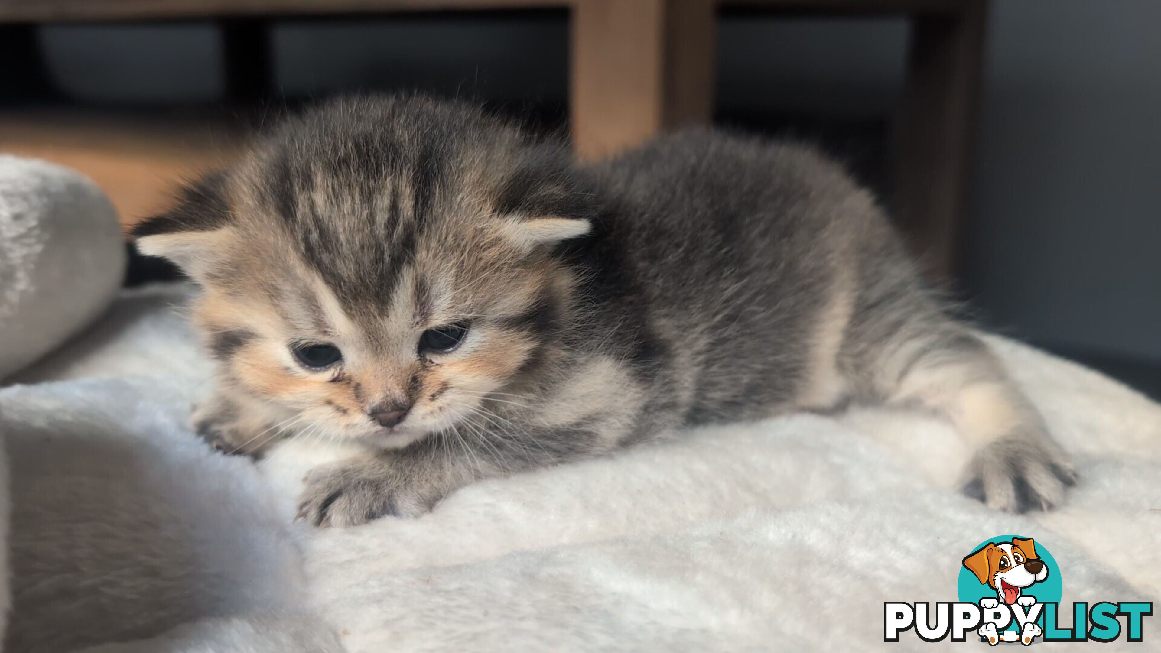 British Shorthair Kitten - ready now!