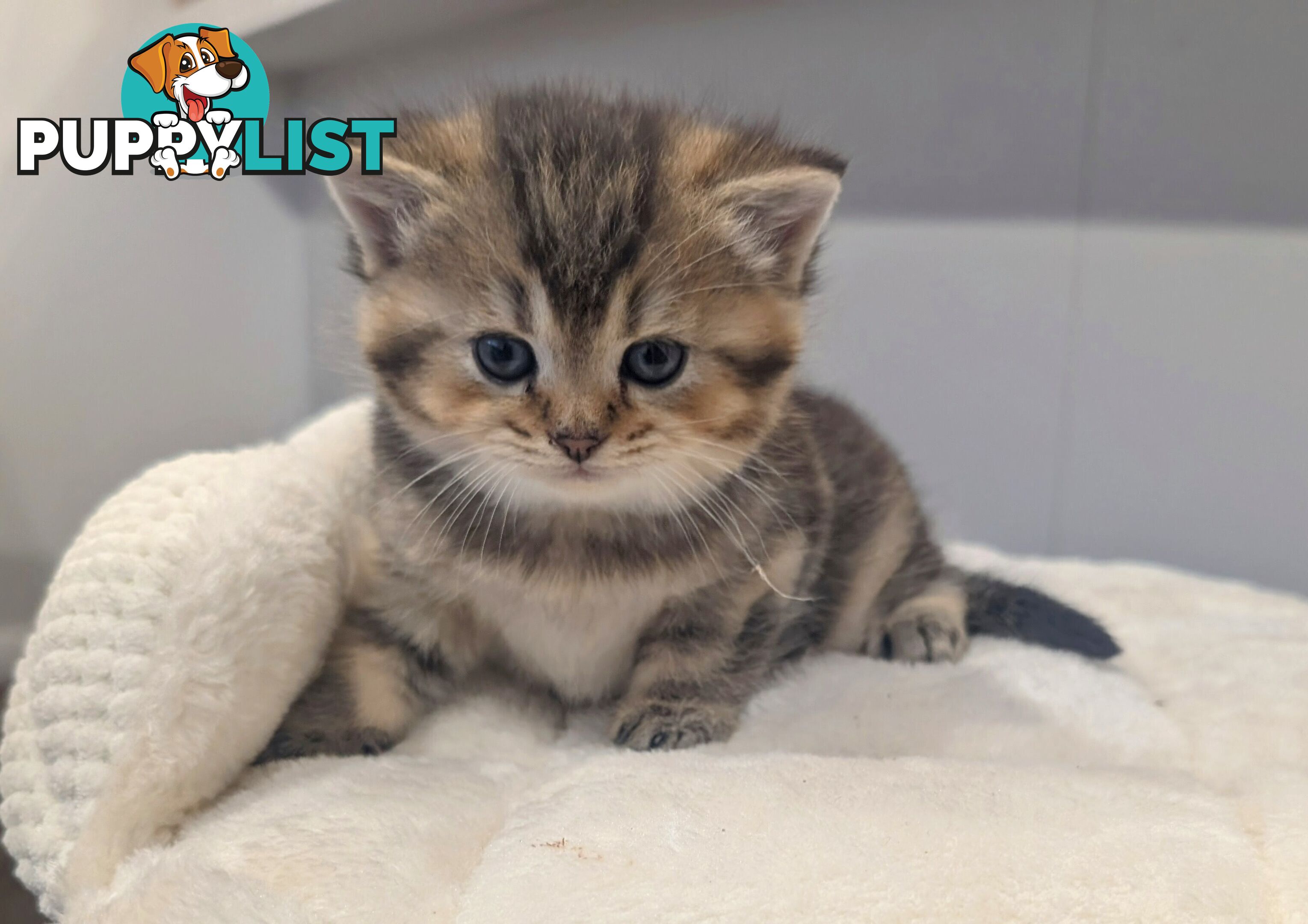British Shorthair Kitten - ready now!