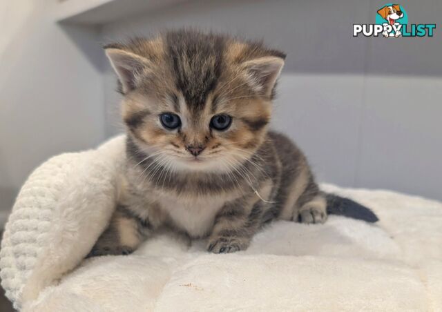 British Shorthair Kitten - ready now!