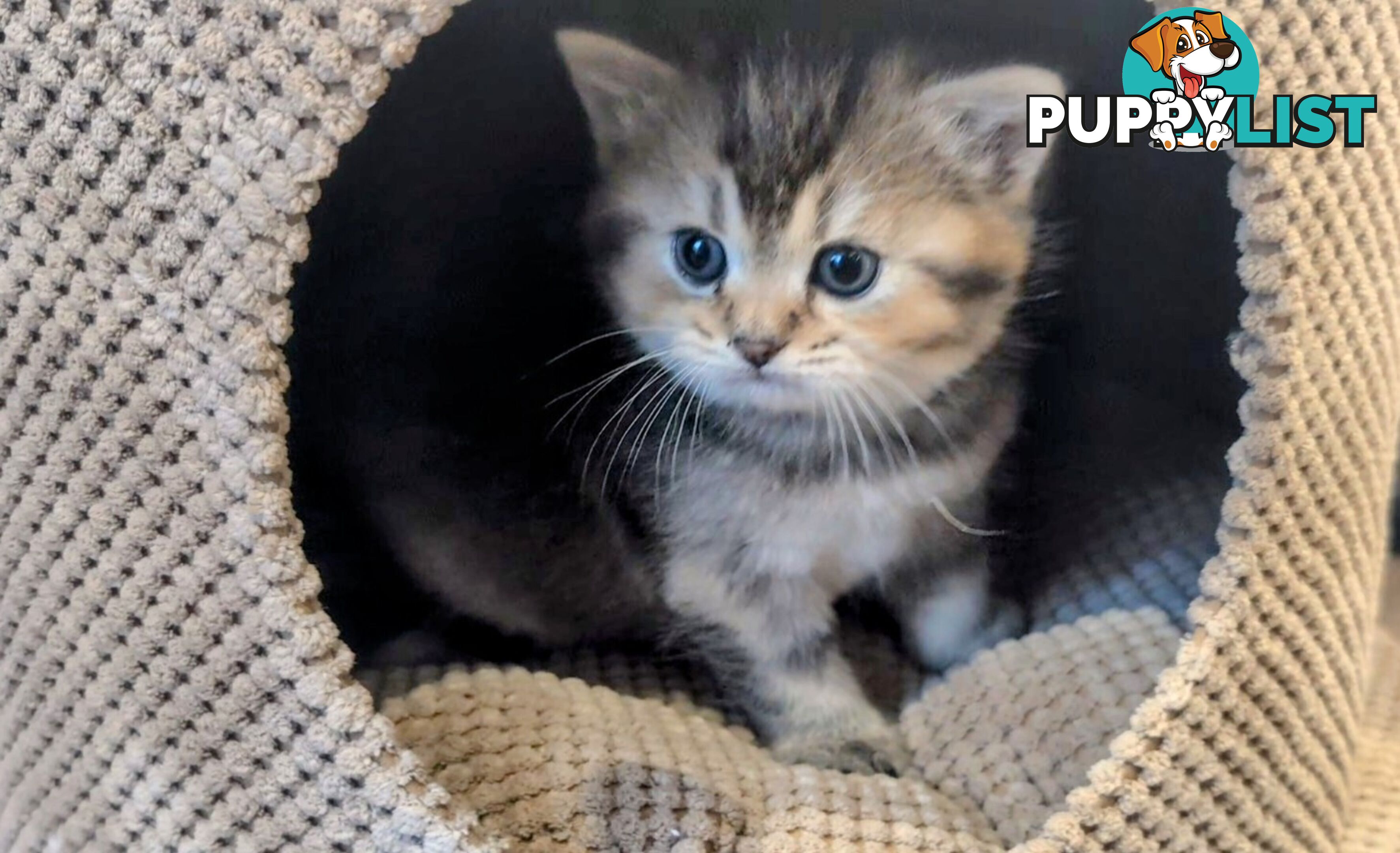 British Shorthair Kitten - ready now!