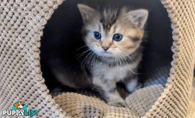 British Shorthair Kitten - ready now!
