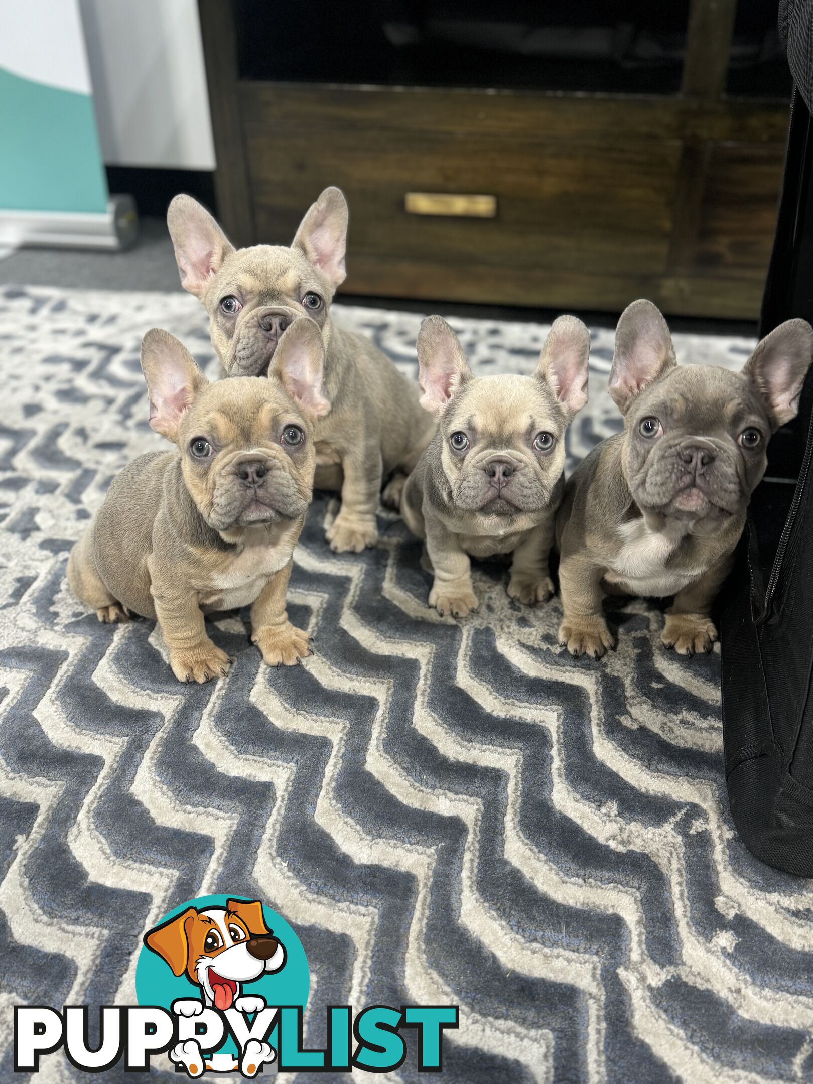 Purebred French Bulldog Female – Imported Bloodlines – Rare and Ready for a Loving Home