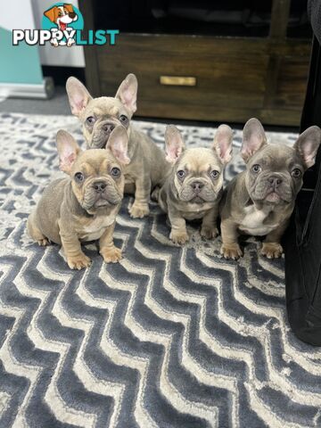 Purebred French Bulldog Female – Imported Bloodlines – Rare and Ready for a Loving Home