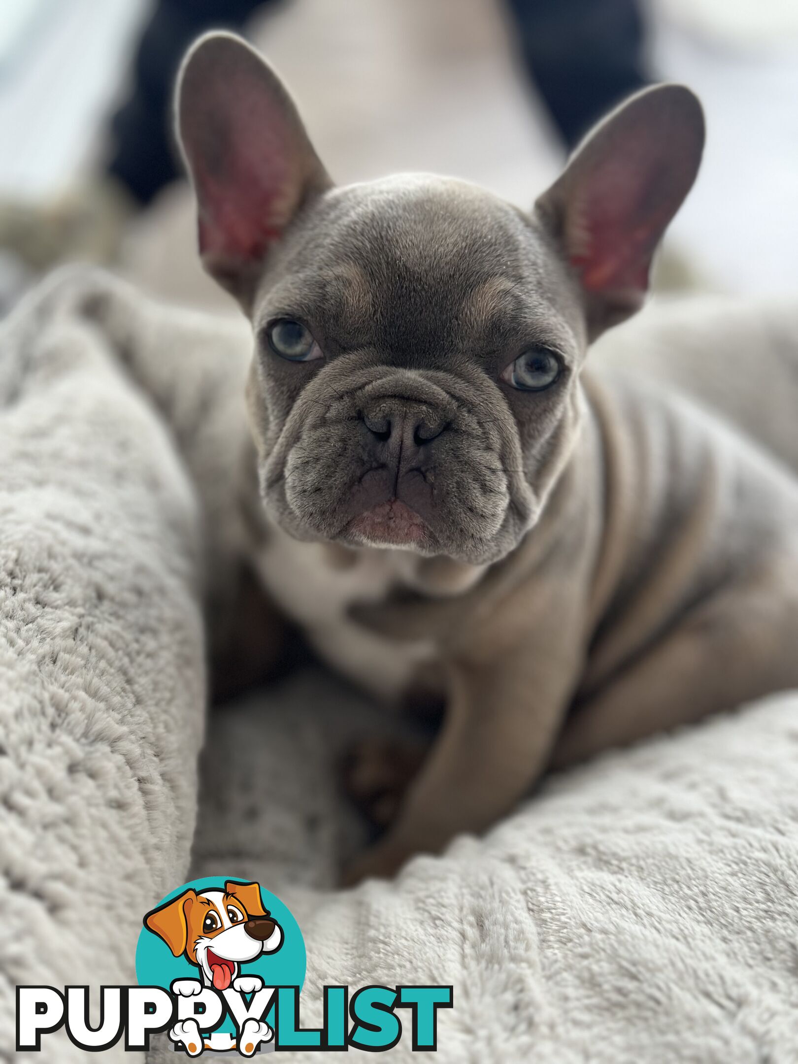 Purebred French Bulldog Female – Imported Bloodlines – Rare and Ready for a Loving Home