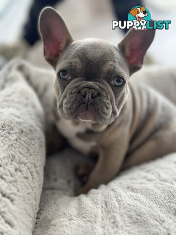 Purebred French Bulldog Female – Imported Bloodlines – Rare and Ready for a Loving Home